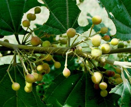  Fruits